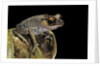 Leptobrachium hasseltii (Hasselt's toad, Tschudi's frog) by Anonymous