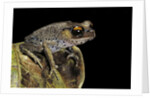 Leptobrachium hasseltii (Hasselt's toad, Tschudi's frog) by Anonymous