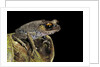 Leptobrachium hasseltii (Hasselt's toad, Tschudi's frog) by Anonymous