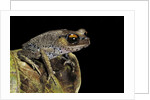Leptobrachium hasseltii (Hasselt's toad, Tschudi's frog) by Anonymous