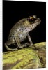 Leptobrachium hasseltii (Hasselt's toad, Tschudi's frog) by Anonymous