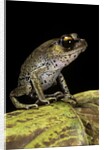 Leptobrachium hasseltii (Hasselt's toad, Tschudi's frog) by Anonymous
