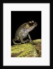 Leptobrachium hasseltii (Hasselt's toad, Tschudi's frog) by Anonymous
