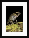 Leptobrachium hasseltii (Hasselt's toad, Tschudi's frog) by Anonymous