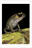 Leptobrachium hasseltii (Hasselt's toad, Tschudi's frog) by Anonymous