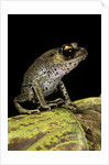 Leptobrachium hasseltii (Hasselt's toad, Tschudi's frog) by Anonymous