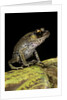 Leptobrachium hasseltii (Hasselt's toad, Tschudi's frog) by Anonymous