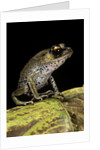 Leptobrachium hasseltii (Hasselt's toad, Tschudi's frog) by Anonymous