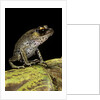 Leptobrachium hasseltii (Hasselt's toad, Tschudi's frog) by Anonymous