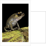 Leptobrachium hasseltii (Hasselt's toad, Tschudi's frog) by Anonymous