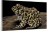 Leptodactylus laticeps (Santa fe frog) by Anonymous