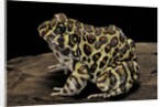Leptodactylus laticeps (Santa fe frog) by Anonymous