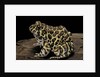 Leptodactylus laticeps (Santa fe frog) by Anonymous