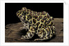 Leptodactylus laticeps (Santa fe frog) by Anonymous