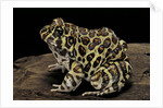 Leptodactylus laticeps (Santa fe frog) by Anonymous
