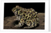 Leptodactylus laticeps (Santa fe frog) by Anonymous