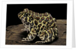 Leptodactylus laticeps (Santa fe frog) by Anonymous
