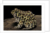 Leptodactylus laticeps (Santa fe frog) by Anonymous
