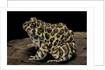 Leptodactylus laticeps (Santa fe frog) by Anonymous