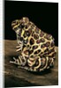 Leptodactylus laticeps (Santa fe frog) by Anonymous