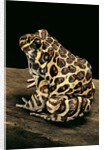 Leptodactylus laticeps (Santa fe frog) by Anonymous