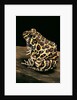 Leptodactylus laticeps (Santa fe frog) by Anonymous