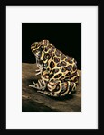 Leptodactylus laticeps (Santa fe frog) by Anonymous