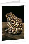 Leptodactylus laticeps (Santa fe frog) by Anonymous