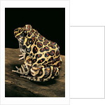 Leptodactylus laticeps (Santa fe frog) by Anonymous