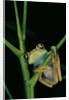 Leptopelis barbouri (Barbour's tree frog) by Anonymous