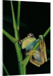 Leptopelis barbouri (Barbour's tree frog) by Anonymous