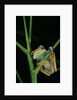 Leptopelis barbouri (Barbour's tree frog) by Anonymous