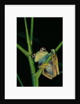 Leptopelis barbouri (Barbour's tree frog) by Anonymous