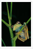 Leptopelis barbouri (Barbour's tree frog) by Anonymous
