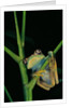 Leptopelis barbouri (Barbour's tree frog) by Anonymous