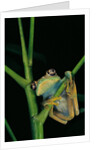 Leptopelis barbouri (Barbour's tree frog) by Anonymous