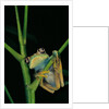 Leptopelis barbouri (Barbour's tree frog) by Anonymous