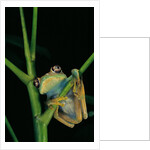 Leptopelis barbouri (Barbour's tree frog) by Anonymous