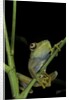 Leptopelis barbouri (Barbour's tree frog) by Anonymous