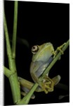 Leptopelis barbouri (Barbour's tree frog) by Anonymous