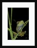 Leptopelis barbouri (Barbour's tree frog) by Anonymous