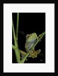 Leptopelis barbouri (Barbour's tree frog) by Anonymous