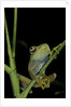 Leptopelis barbouri (Barbour's tree frog) by Anonymous