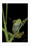 Leptopelis barbouri (Barbour's tree frog) by Anonymous