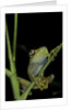 Leptopelis barbouri (Barbour's tree frog) by Anonymous