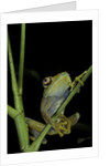 Leptopelis barbouri (Barbour's tree frog) by Anonymous