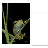 Leptopelis barbouri (Barbour's tree frog) by Anonymous