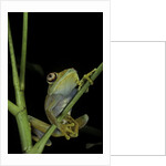 Leptopelis barbouri (Barbour's tree frog) by Anonymous