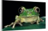 Leptopelis brevirostris (Cameroon forest treefrog) by Anonymous