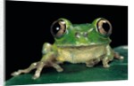 Leptopelis brevirostris (Cameroon forest treefrog) by Anonymous